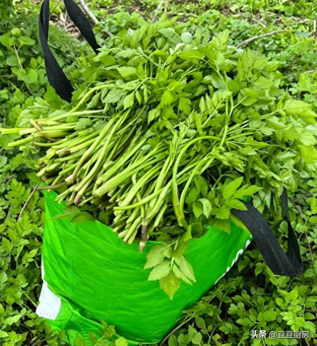 毒芹识别_野菜毒性_毛茛敷手后,身体里有毒素没有