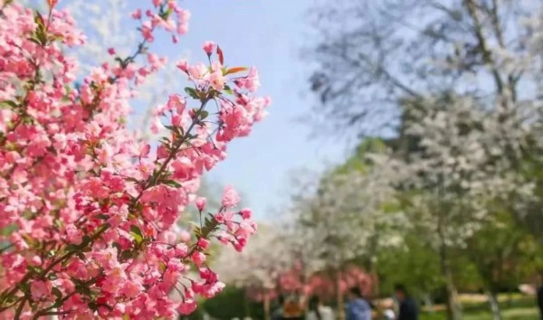 江苏省旅游攻略_五一运河沿线旅游攻略_玄武湖乘船赏景