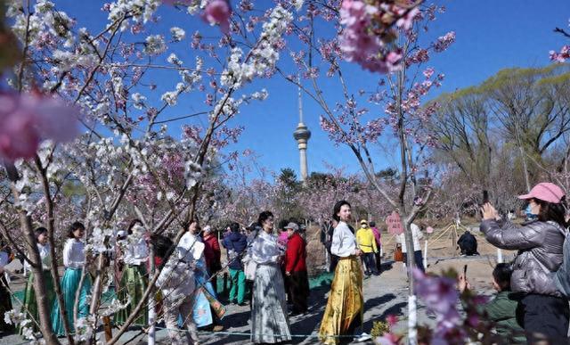   玉渊潭樱花赏花体验升级  _玉渊潭樱花2026_玉渊潭樱花文化活动 37届 香妃樱花  