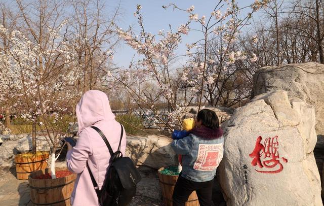 玉渊潭樱花文化活动 37届 香妃樱花  _玉渊潭樱花2026_  玉渊潭樱花赏花体验升级  
