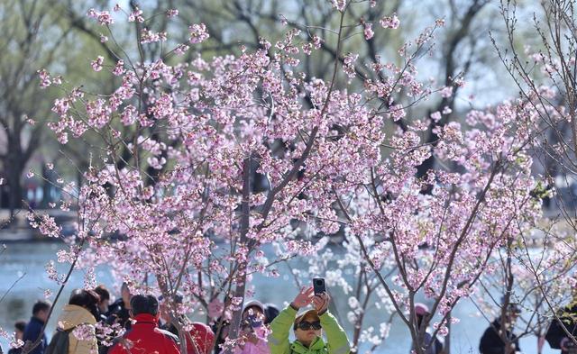  玉渊潭樱花赏花体验升级  _玉渊潭樱花2026_玉渊潭樱花文化活动 37届 香妃樱花  