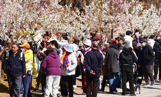   玉渊潭樱花赏花体验升级  _玉渊潭樱花2026_玉渊潭樱花文化活动 37届 香妃樱花  