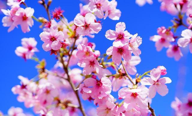   玉渊潭樱花赏花体验升级  _玉渊潭樱花2026_玉渊潭樱花文化活动 37届 香妃樱花  