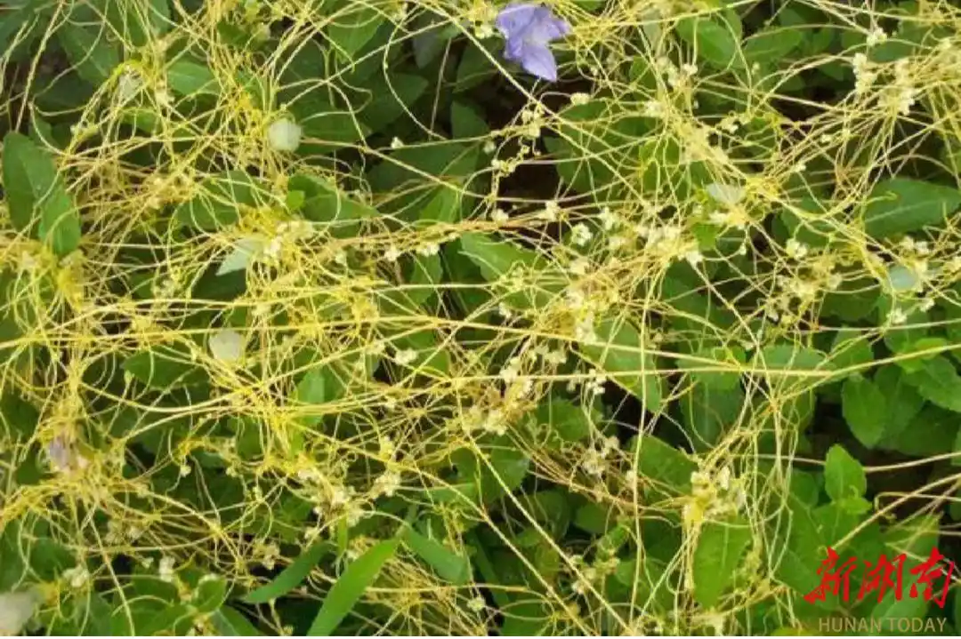 生态系统的信息传递_菟丝子与寄主信号交流_植物间通讯