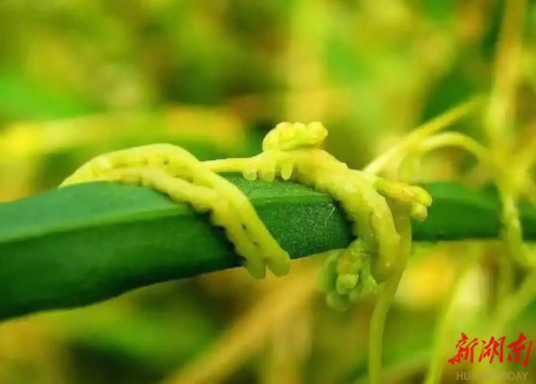 菟丝子与寄主信号交流_生态系统的信息传递_植物间通讯