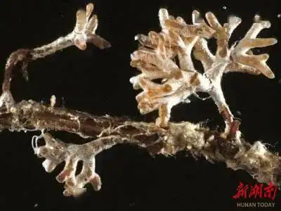 菟丝子与寄主信号交流_植物间通讯_生态系统的信息传递