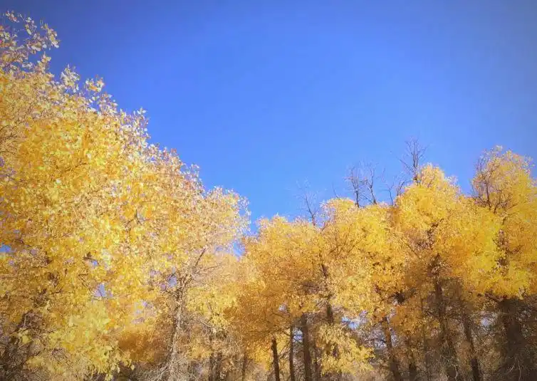 郑州出发自驾游8天推荐_郑州出发8天自驾游线路_西北壮美风光自驾游