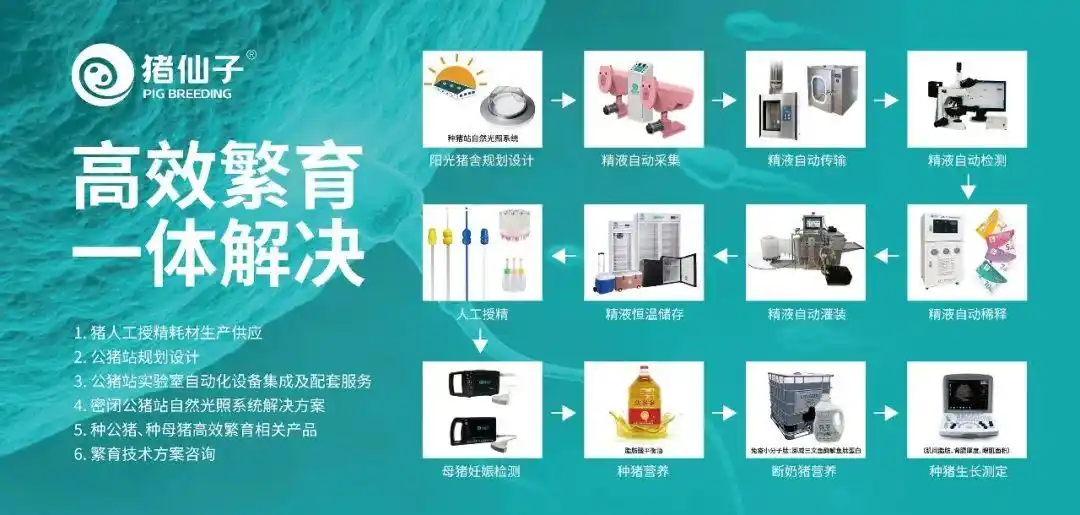 生态协同养殖模式_黑猪营养代谢优化_生态黑猪养殖技术