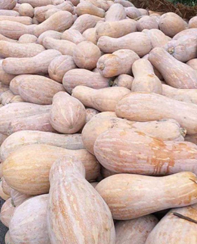 微生物发酵南瓜喂猪_南瓜液态黄金粥料_生态养猪技术