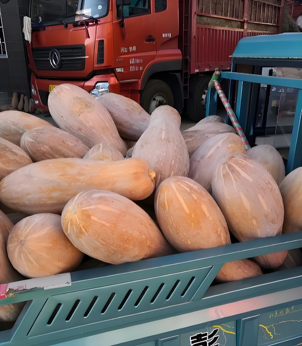 南瓜液态黄金粥料_生态养猪技术_微生物发酵南瓜喂猪