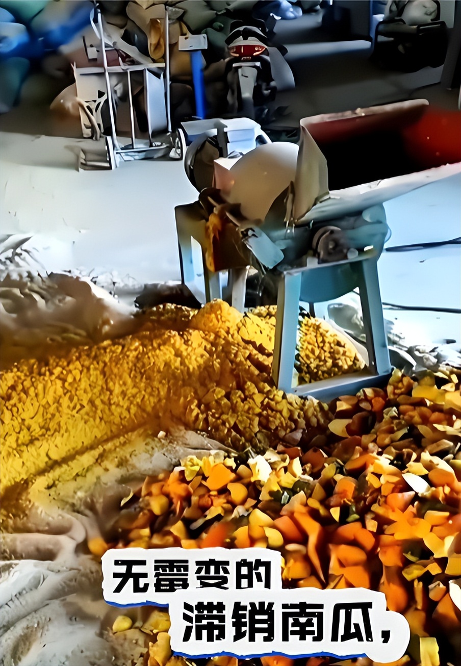 微生物发酵南瓜喂猪_南瓜液态黄金粥料_生态养猪技术