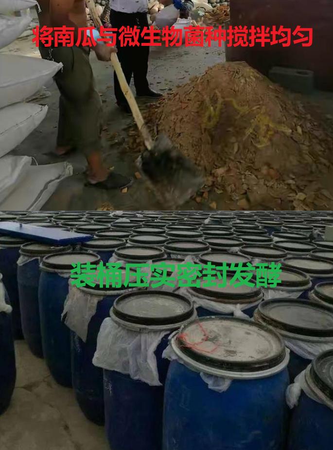南瓜液态黄金粥料_生态养猪技术_微生物发酵南瓜喂猪
