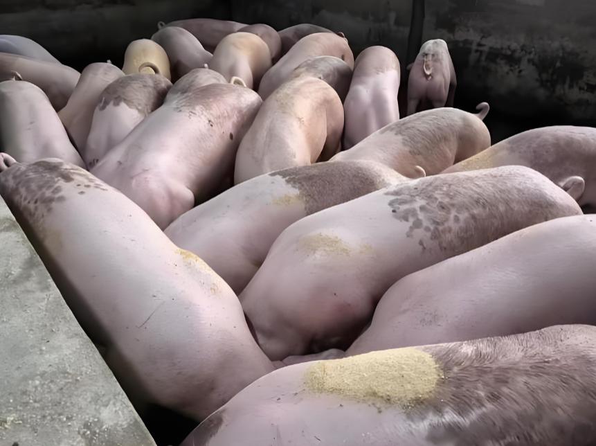 南瓜液态黄金粥料_微生物发酵南瓜喂猪_生态养猪技术