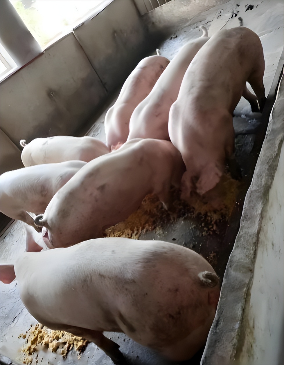 南瓜液态黄金粥料_微生物发酵南瓜喂猪_生态养猪技术