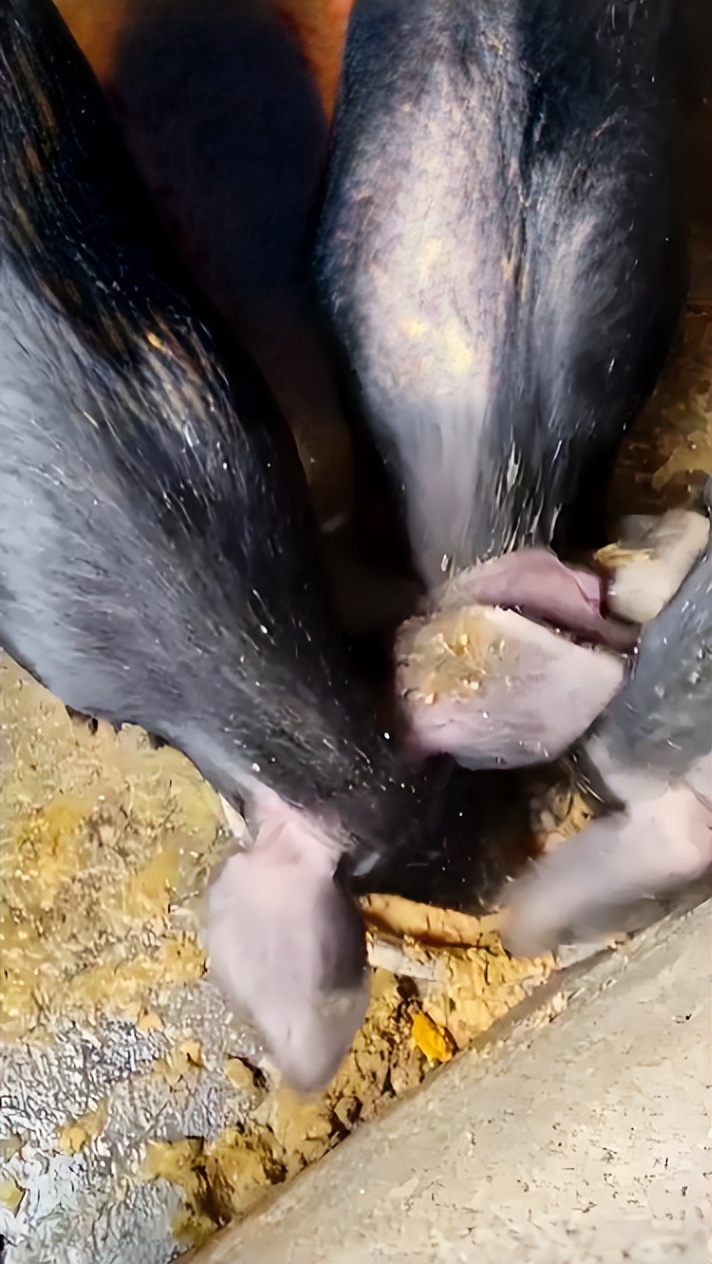 生态养猪技术_南瓜液态黄金粥料_微生物发酵南瓜喂猪