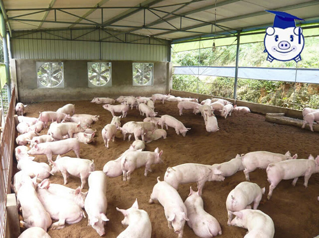 生态养猪技术_生态养殖优势_缩短饲养周期生态养殖
