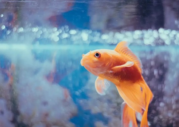 北方硬水养热带鱼南方软水养金水酸碱冲突_生态鱼缸换水_换水不当新手养鱼隐形杀手 温度骤变超3度PH值震荡超0.3