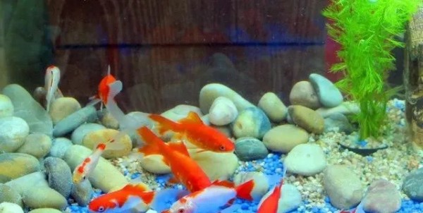 北方硬水养热带鱼南方软水养金水酸碱冲突_换水不当新手养鱼隐形杀手 温度骤变超3度PH值震荡超0.3_生态鱼缸换水