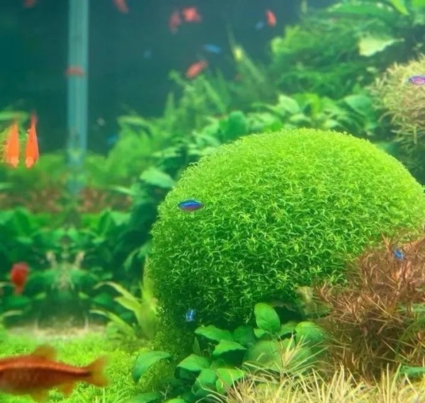 生态鱼缸换水_换水不当新手养鱼隐形杀手 温度骤变超3度PH值震荡超0.3_北方硬水养热带鱼南方软水养金水酸碱冲突