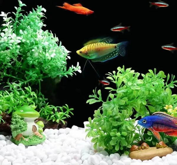 生态鱼缸换水_换水不当新手养鱼隐形杀手 温度骤变超3度PH值震荡超0.3_北方硬水养热带鱼南方软水养金水酸碱冲突