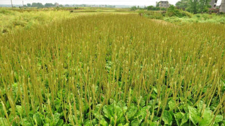 农村很多人都用车前草来泡茶喝！2019年种植车前草能赚钱呢？