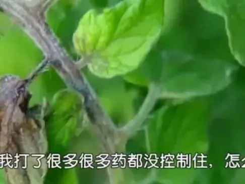 苗子发病没救? 有时喷药确实不管用, 试试这个法!
