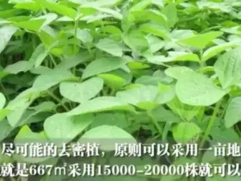 夏播大豆种植误区, 很多农户都这样做, 看看高产种植方法