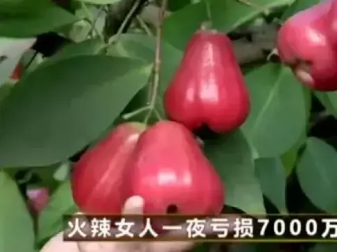《致富经》不懂农业傻大姐, 一夜亏损7000万, 承包上千亩种植稀有水果