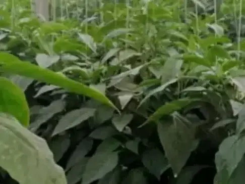 种辣椒的你知道这两点高产操作吗? 通俗易懂, 轻松增产20%! !