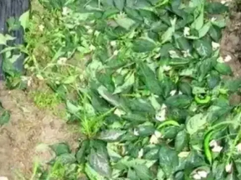 高产种植, 农户离不开叶面肥, 种植高手: 也不能乱用