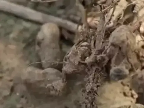 种花生的一个坏习惯, 现在花生苗弱死苗, 很多农户都这样做了