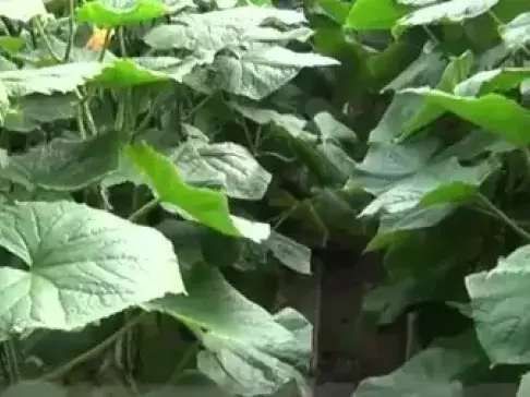 种黄瓜高手自创的新方法, 很简单, 不花一分钱, 一棵能结一大串