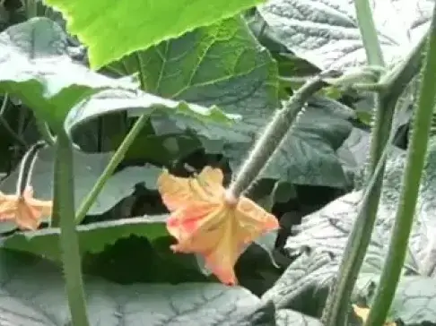 防治黄瓜病害新方法, 不用农药绿色种植, 黄瓜高产结的多