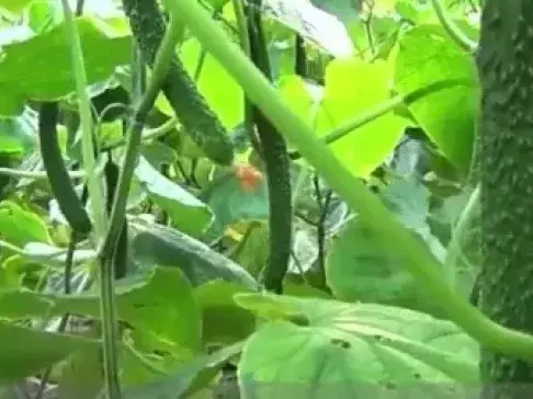 菜农使用粪肥效果不好, 用了这个小方法, 效果翻倍