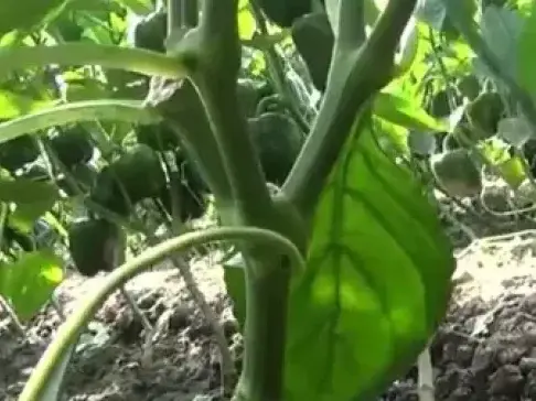 夏天种辣椒的农户注意: 做好这一点, 才能果实肥大, 产量高