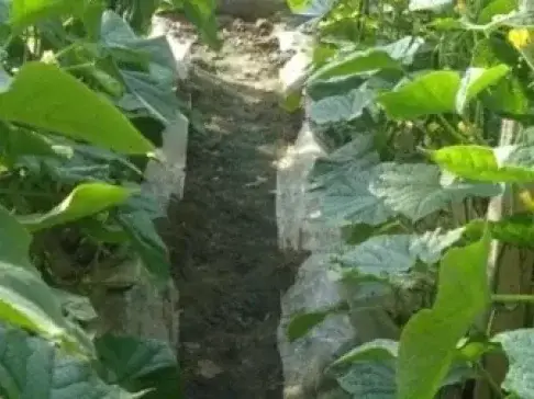 种植黄瓜, 怕徒长? 不用激素! 用这个控制, 秧子粗壮挂满瓜!