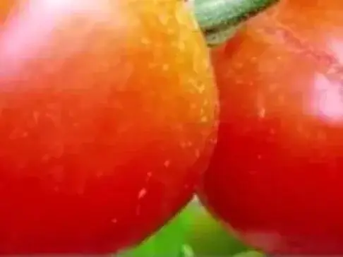 种植番茄20天不敢浇水! 啥原因? 夏天农户如何正确浇水?