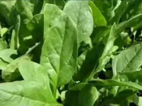 夏天露地无法种的青菜, 大棚种植更高产, 关键是怎么种