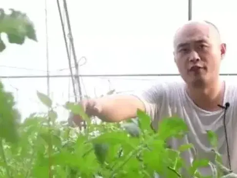 夏季番茄为啥产量低? 农业专家: 无非是这个原因, 你能搞定吗
