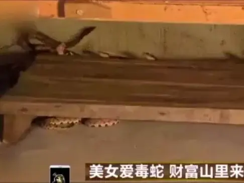 《致富经》阻止五步蛇爱打架的绝佳办法, 蛇打架也是有原因的