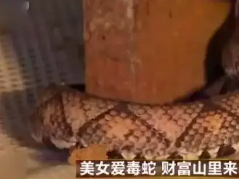 《致富经》阻止五步蛇爱打架的绝佳办法, 蛇打架也是有原因的