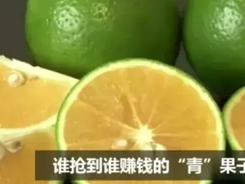 农民种青水果致富, 一年只有40天的采摘期 一斤卖十几元?