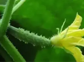 在黄瓜秧上掐一掐, 不花一分钱, 黄瓜每节都能结上一根瓜
