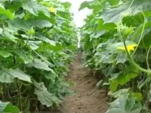 种的黄瓜怎么了? 黄瓜顶端开花结瓜! 农户怎样做避免减产?