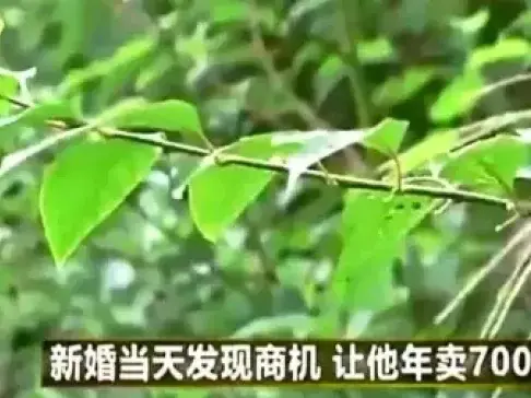 致富经: 放弃年薪30万工作, 回村养这不起眼的东西, 让他年卖700万