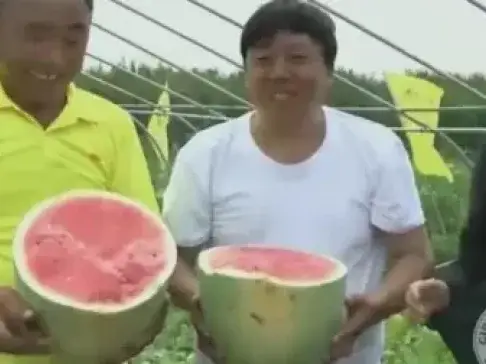 农民一棵秧苗种出100多个西瓜, 打破吉尼斯记录, 种植方法绝了