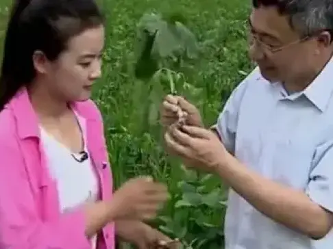 大哥种植名贵中药材, 一亩地产值就达2万元, 是普通农作物十几倍