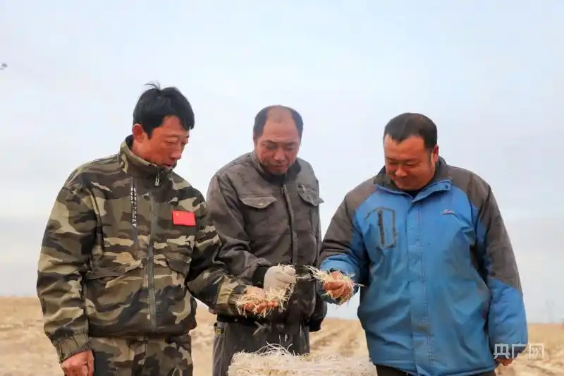 内蒙古秸秆打包机_买秸秆打包机_突泉县秸秆饲料加工