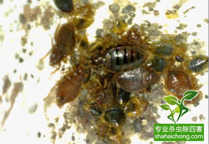 臭虫是什么会咬人怎么办防治方法_臭虫咬人症状处理措施_被蝙蝠咬后多久有反应