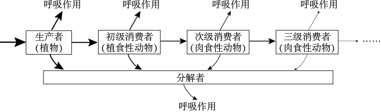 生态系统能量流动过程_能量流动特点单向传递逐级递减_如图是生态系统的能量流动图解